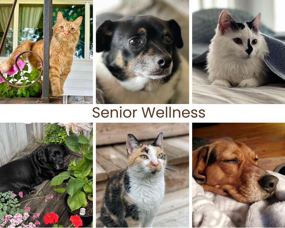 Senior Wellness