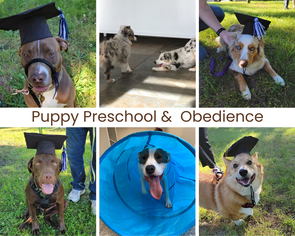 Puppy Socialization and Basic Obedience
