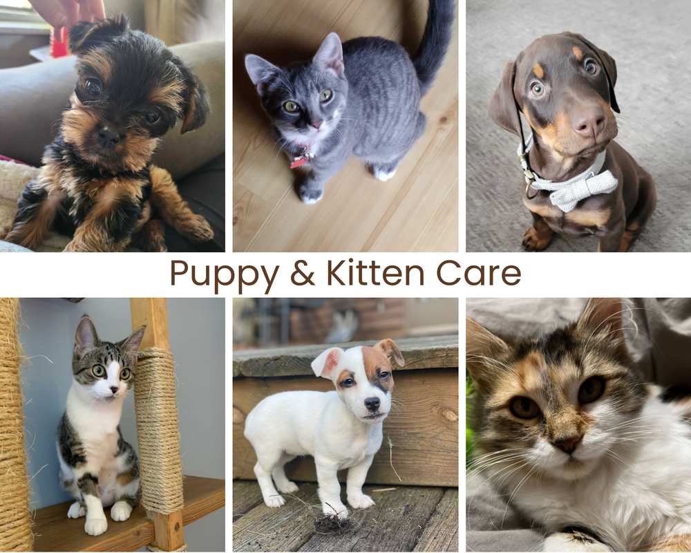 Puppy and Kitten Care